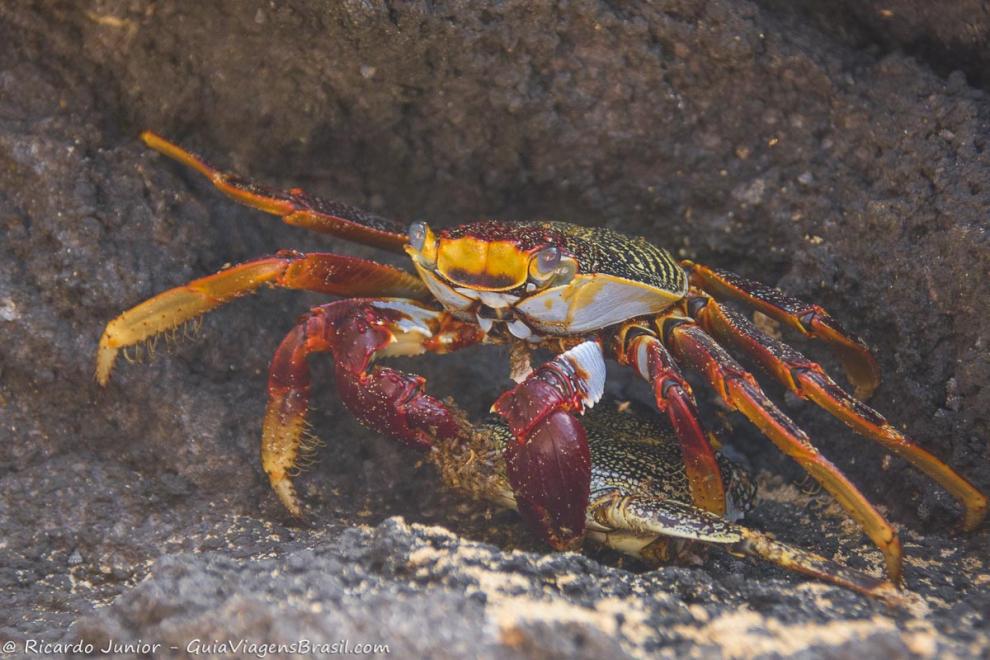 Imagem aproximada de um caranguejo em Fernando de Noronha.